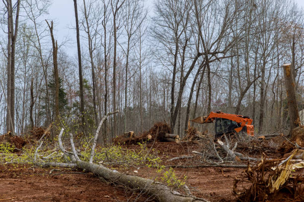 Professional Tree Services in Englishtown, NJ