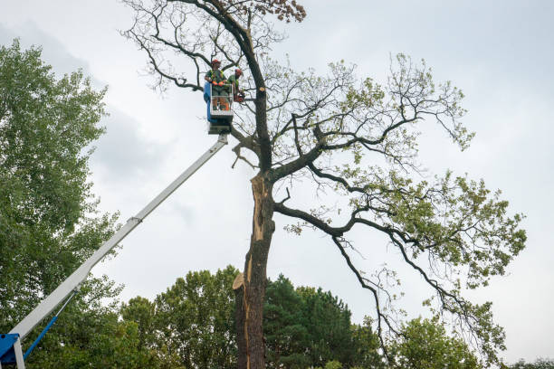 How Our Tree Care Process Works  in  Englishtown, NJ