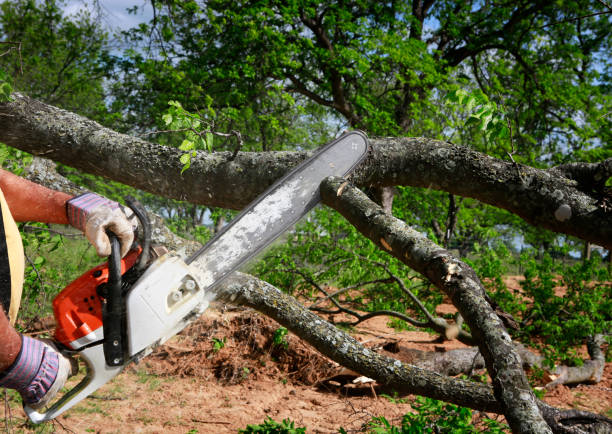 Lawn Watering Services in Englishtown, NJ